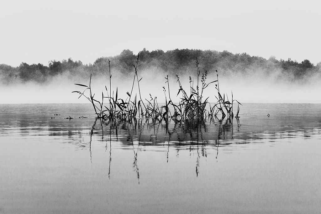 Nature Reeds Giles Flow-age Wisconsin, black and white photography, nature, landscape, Hurley, USA, Minneapolis Photographer