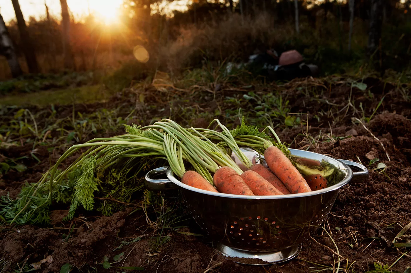 Farm to Table Carrot Harvest. A bushel of freshly pulled carrots from a garden in a silver colander at sunset.